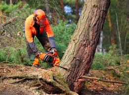 Best Tree Disease Treatment  in Belvidere, NJ